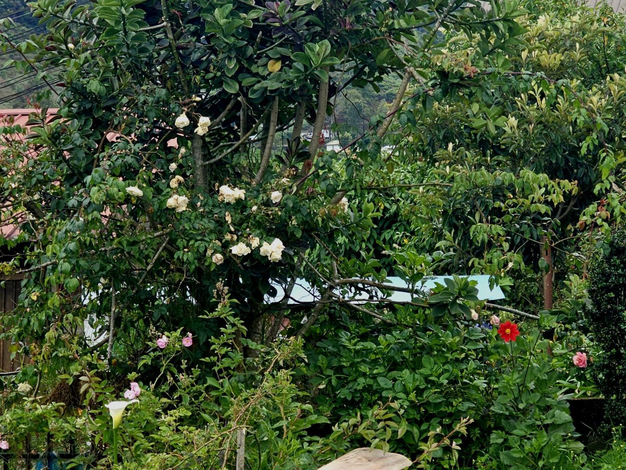 Haven Backpackers Vandrerhjem Nuwara Eliya Eksteriør bilde